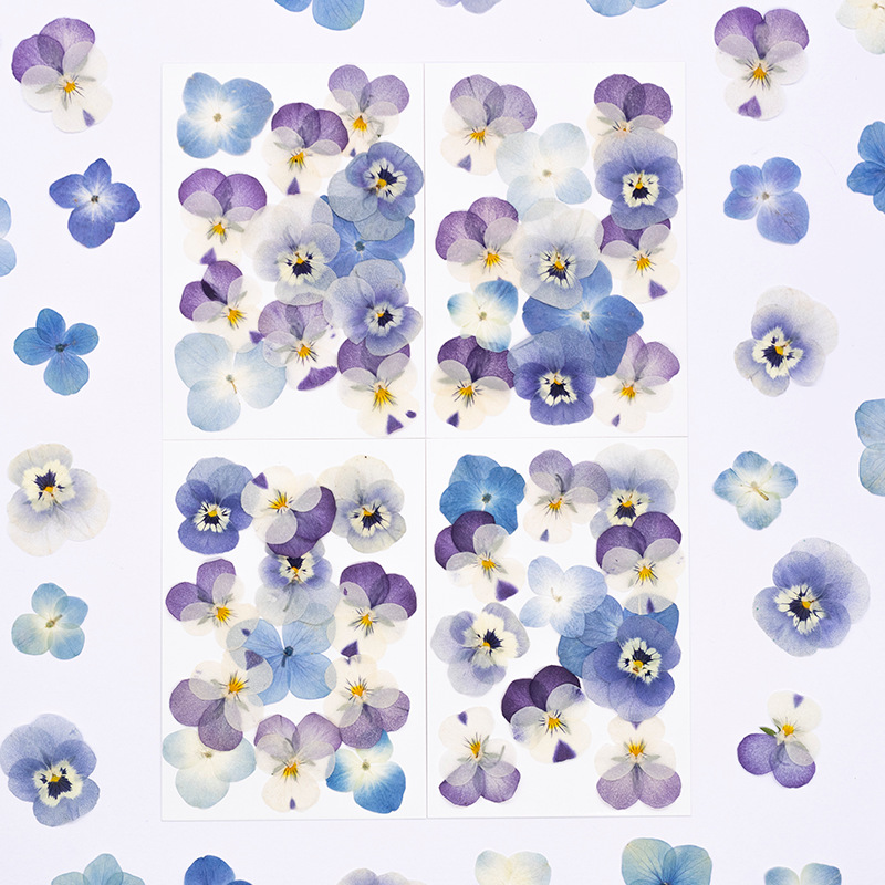 Dried Flower Pressed - 12pcs,Real Viola Cornuta Pressed Dried Flowers