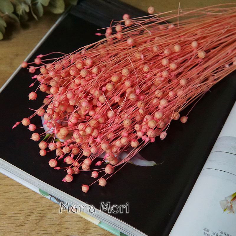 35g/Preserved Ormosia Hosiei N - Dried Flower Pressed review and price