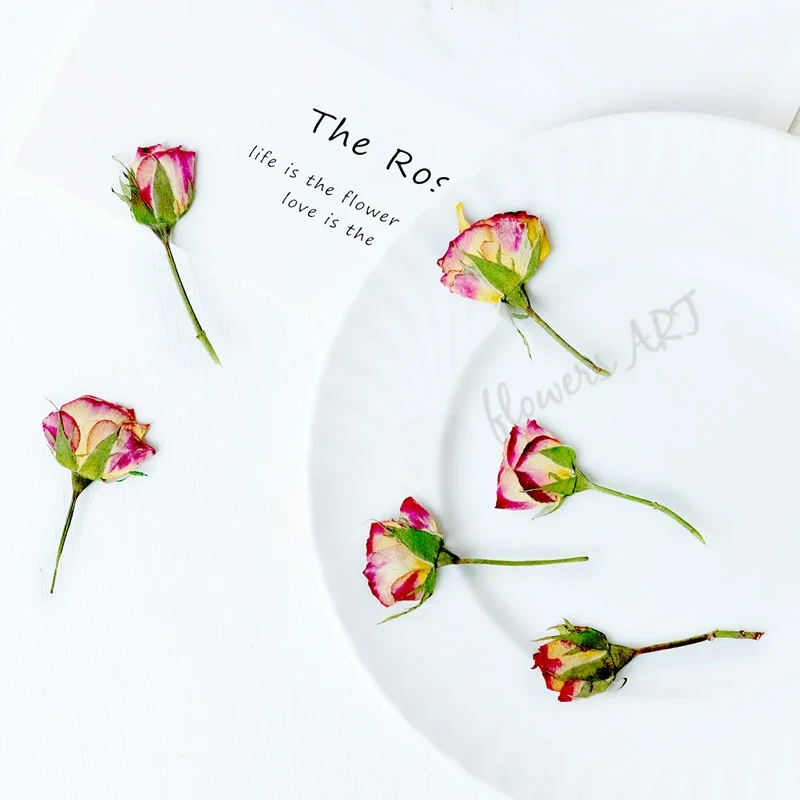Pressed Rose Bud Flower Petals - Dried Flower Pressed review and price