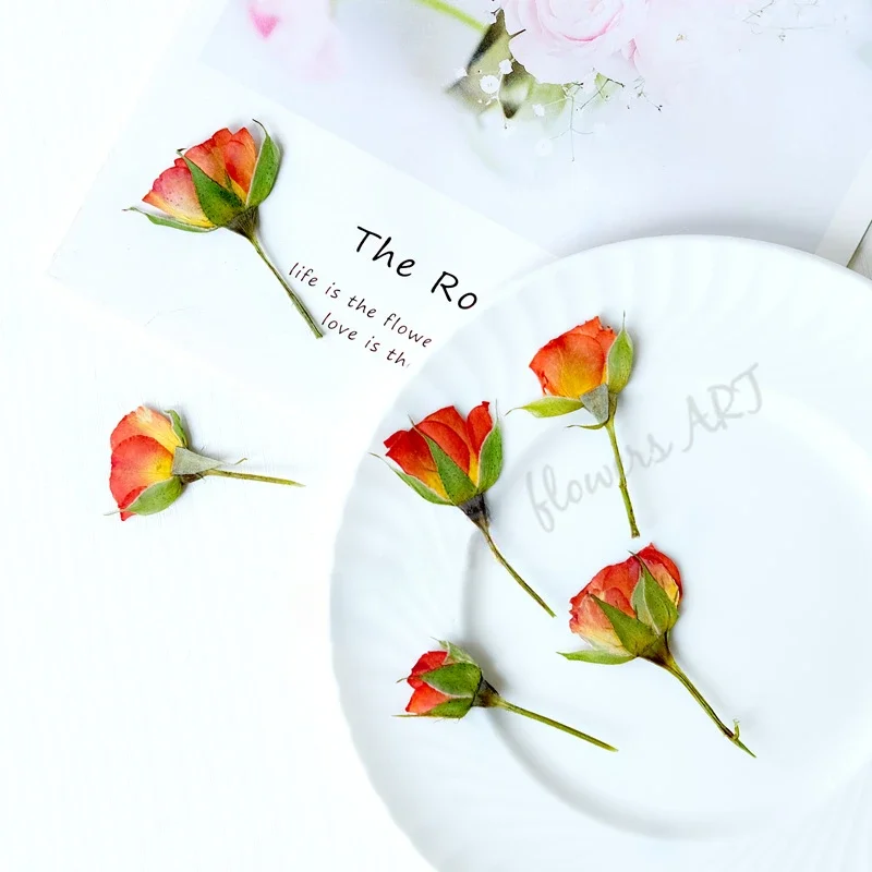 Pressed Rose Bud Flower Petals - Dried Flower Pressed review and price
