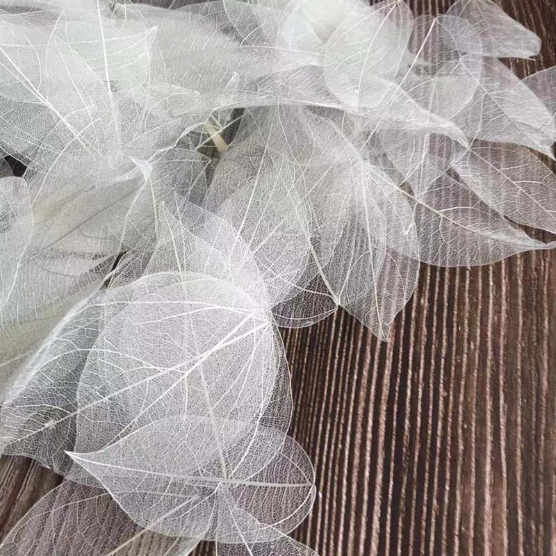 5~9CM*2~3.5CM,100PCS/Set,Real  - Dried Flower Pressed review and price