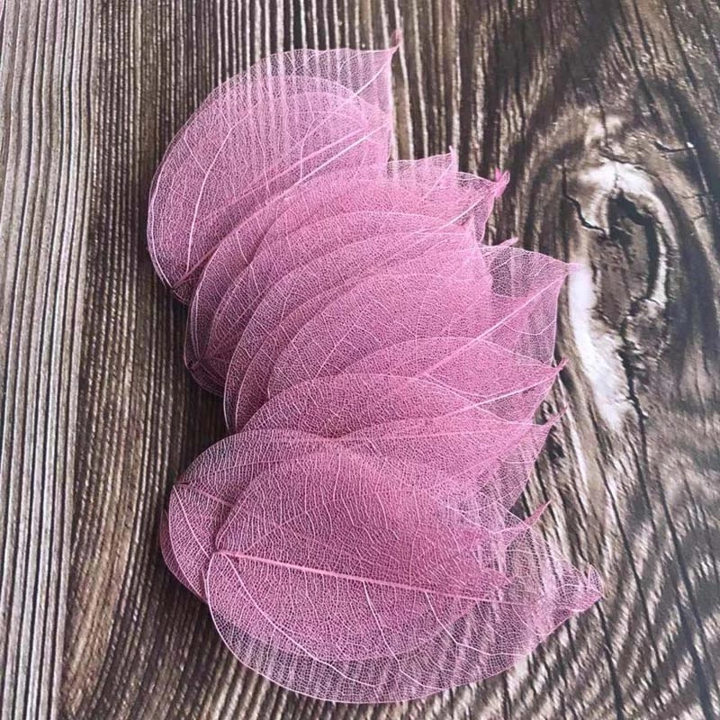 5~9CM*2~3.5CM,100PCS/Set,Real  - Dried Flower Pressed review and price