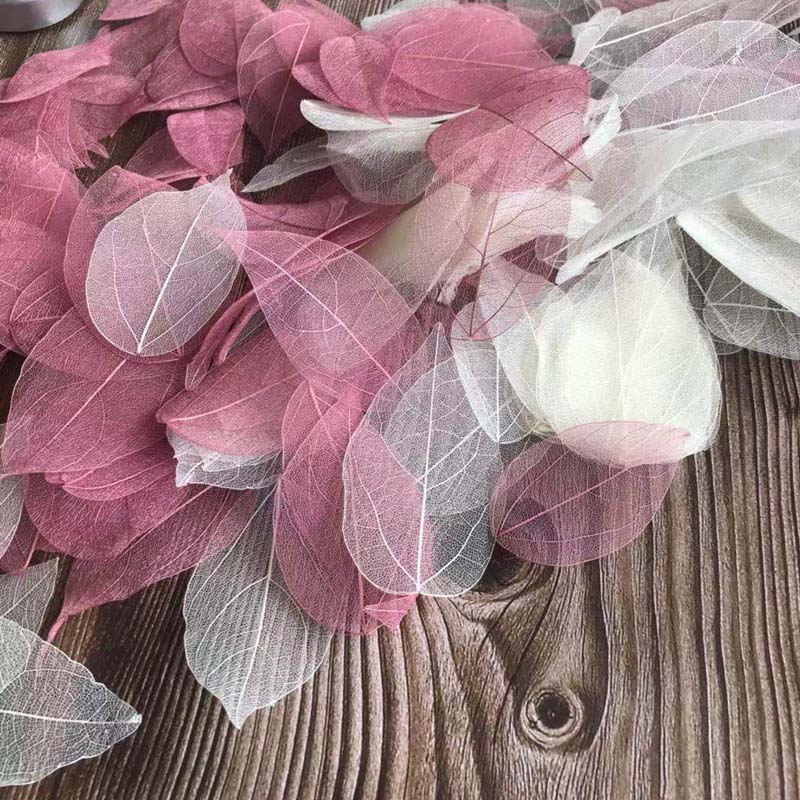 5~9CM*2~3.5CM,100PCS/Set,Real  - Dried Flower Pressed review and price