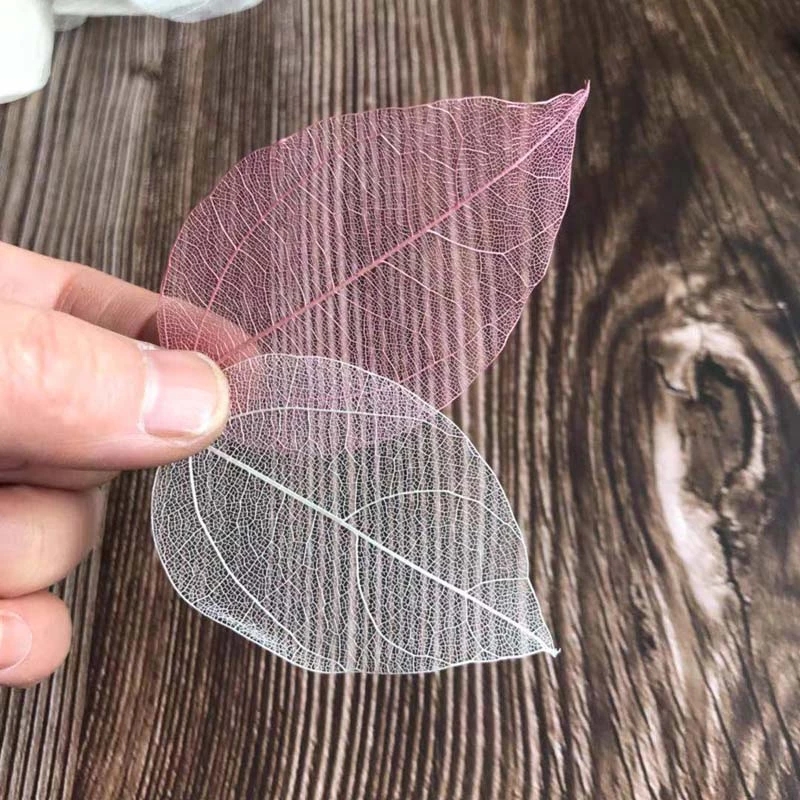 5~9CM*2~3.5CM,100PCS/Set,Real  - Dried Flower Pressed review and price