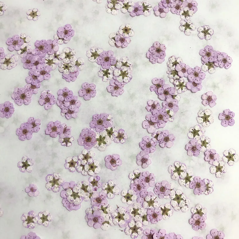 Pressed Mini Narcissus Dried F - Dried Flower Pressed review and price