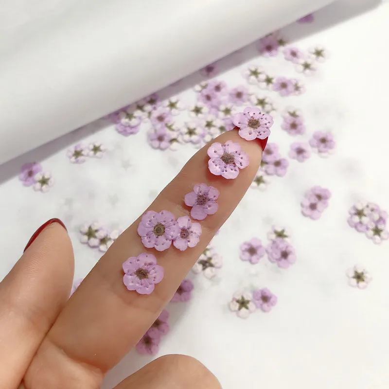 Pressed Mini Narcissus Dried F - Dried Flower Pressed review and price