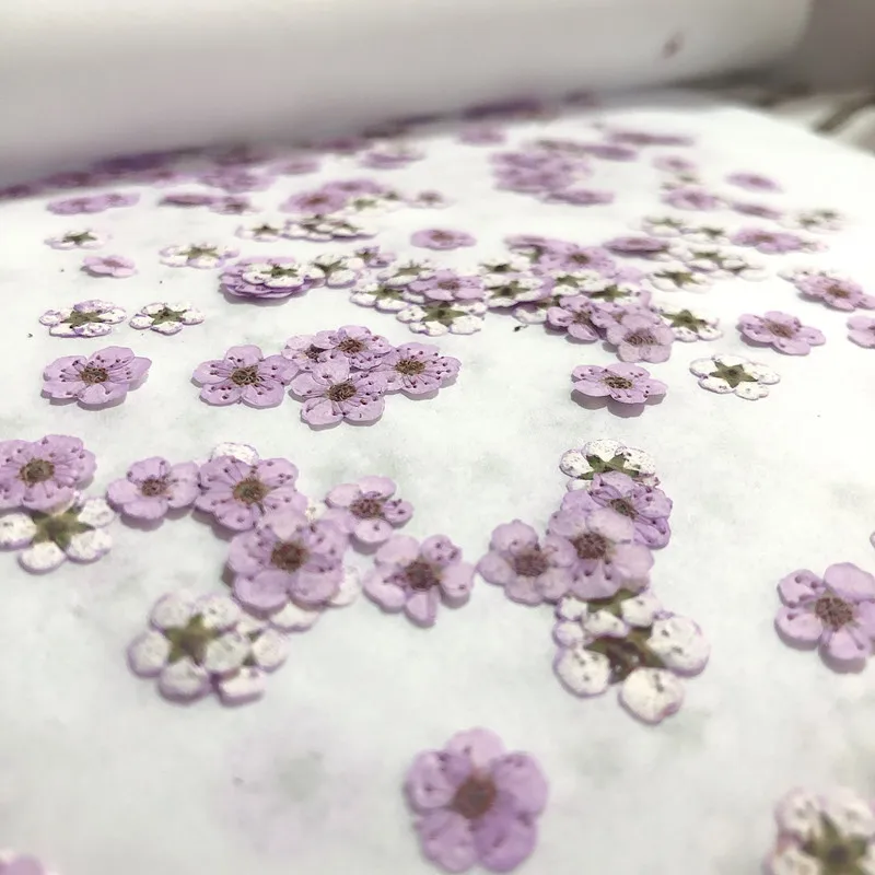 Pressed Mini Narcissus Dried F - Dried Flower Pressed review and price
