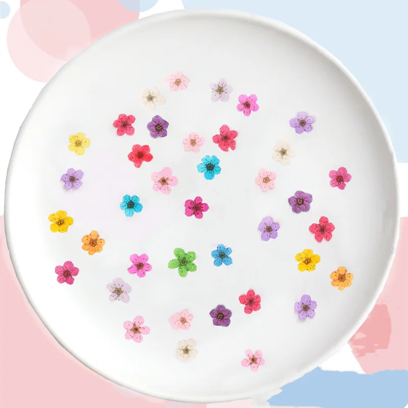 Pressed Mini Narcissus Dried F - Dried Flower Pressed review and price