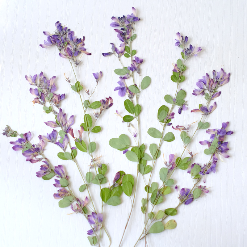 6pcs,nature Lespedeza Formosa  - Dried Flower Pressed review and price