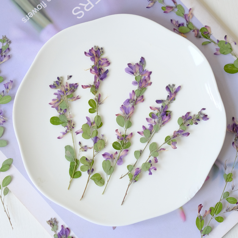 6pcs,nature Lespedeza Formosa  - Dried Flower Pressed review and price