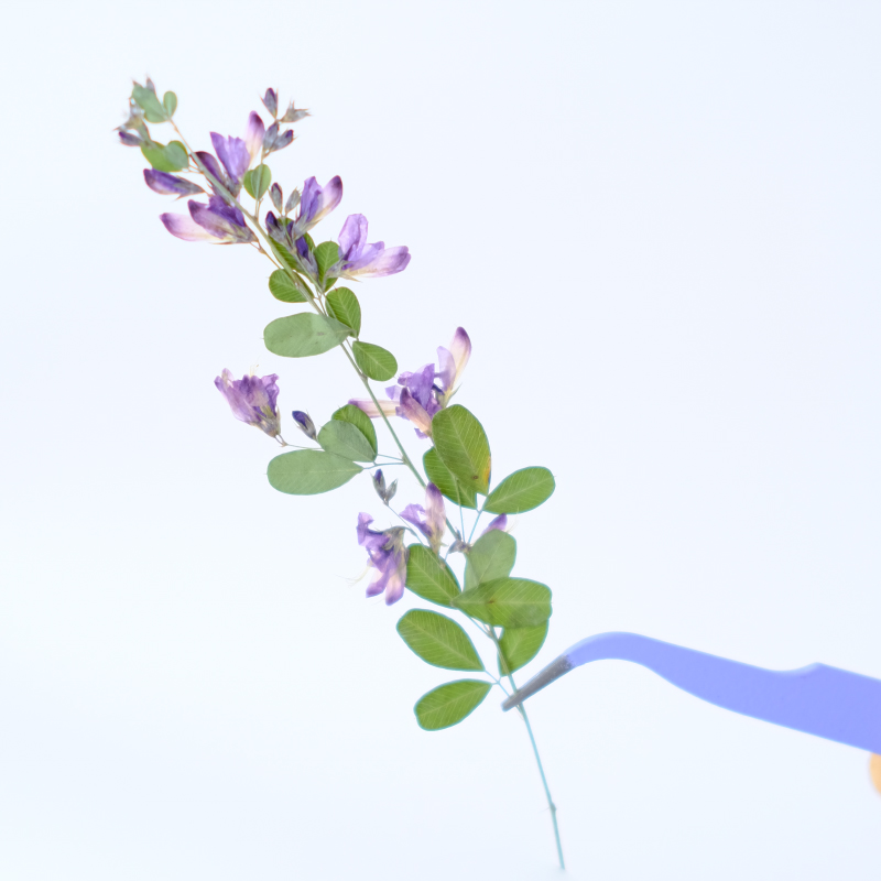 6pcs,nature Lespedeza Formosa  - Dried Flower Pressed review and price