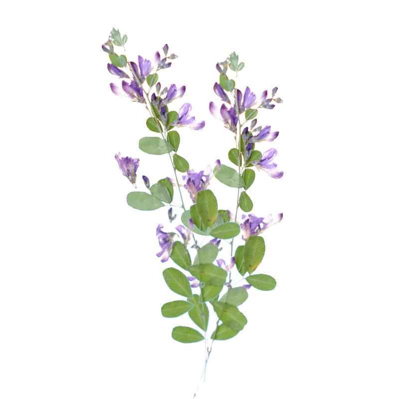 6pcs,nature Lespedeza Formosa  - Dried Flower Pressed review and price