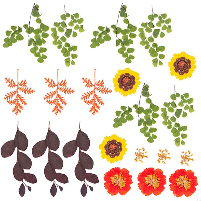 Natural Pressed Dried Flower F - Dried Flower Pressed review and price