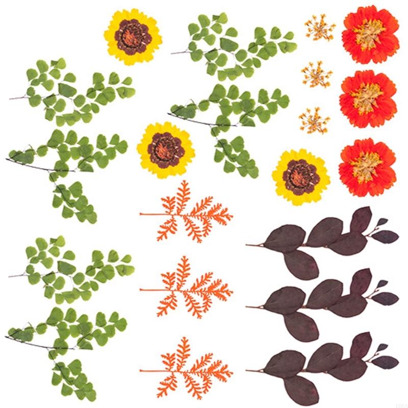 Natural Pressed Dried Flower F - Dried Flower Pressed review and price