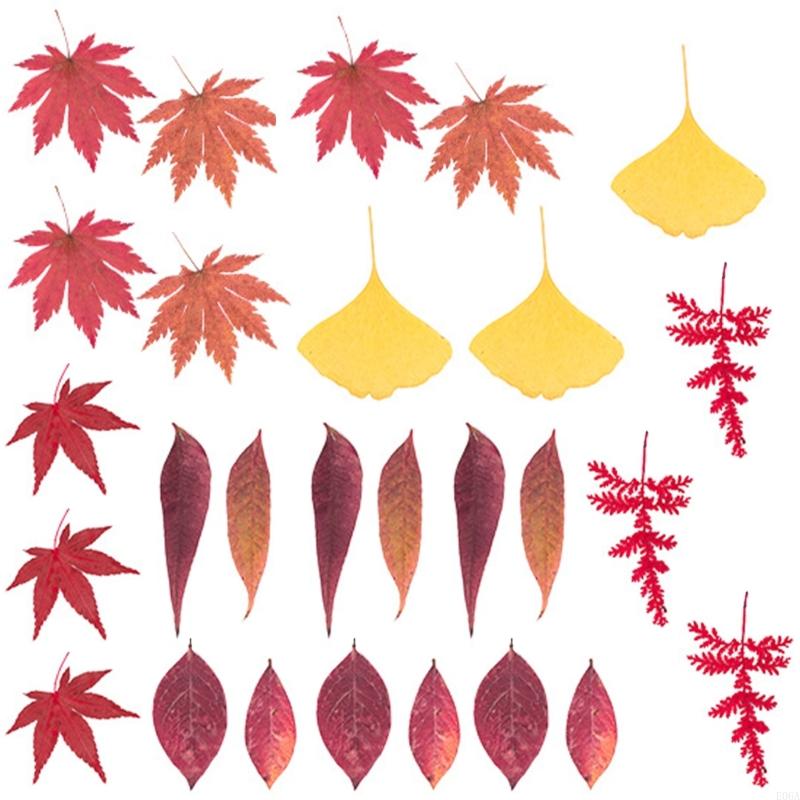 Natural Pressed Dried Flower F - Dried Flower Pressed review and price