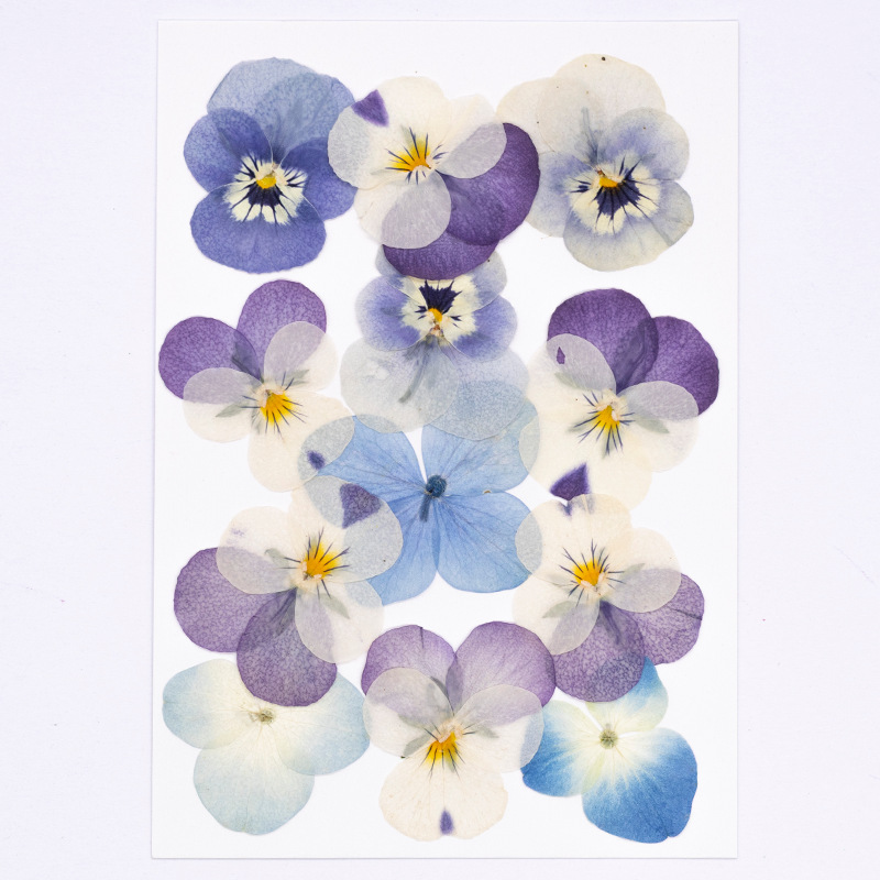 12pcs,Real Viola Cornuta Press - Dried Flower Pressed review and price