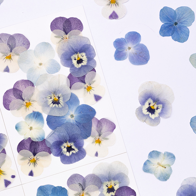 12pcs,Real Viola Cornuta Press - Dried Flower Pressed review and price