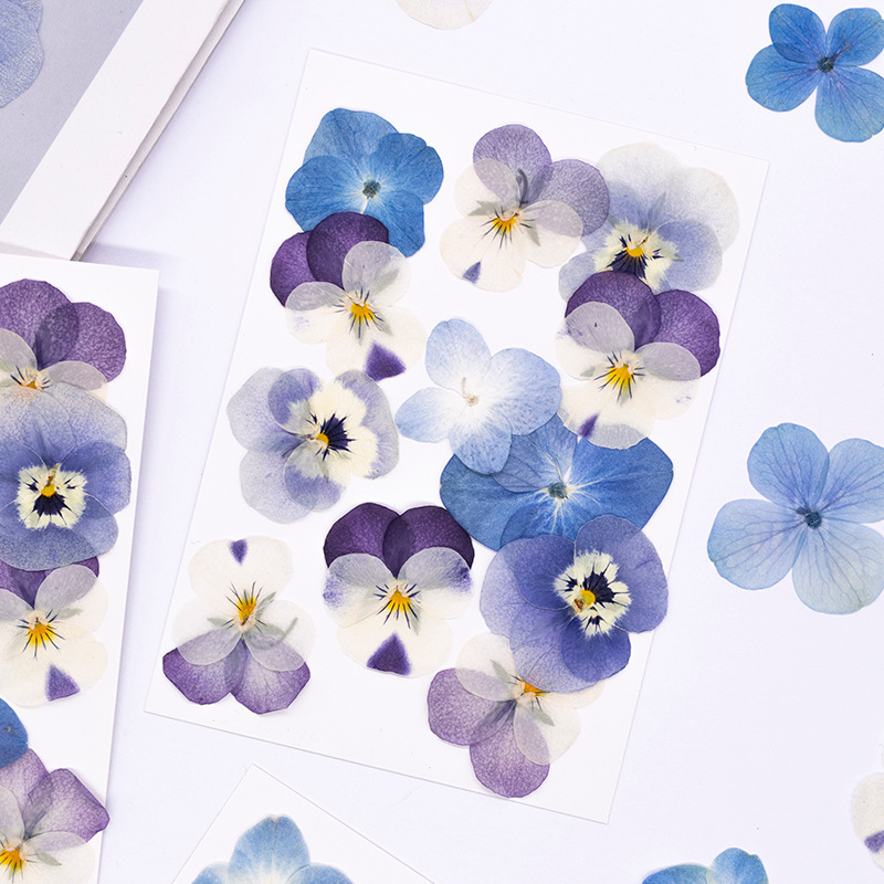 12pcs,Real Viola Cornuta Press - Dried Flower Pressed review and price