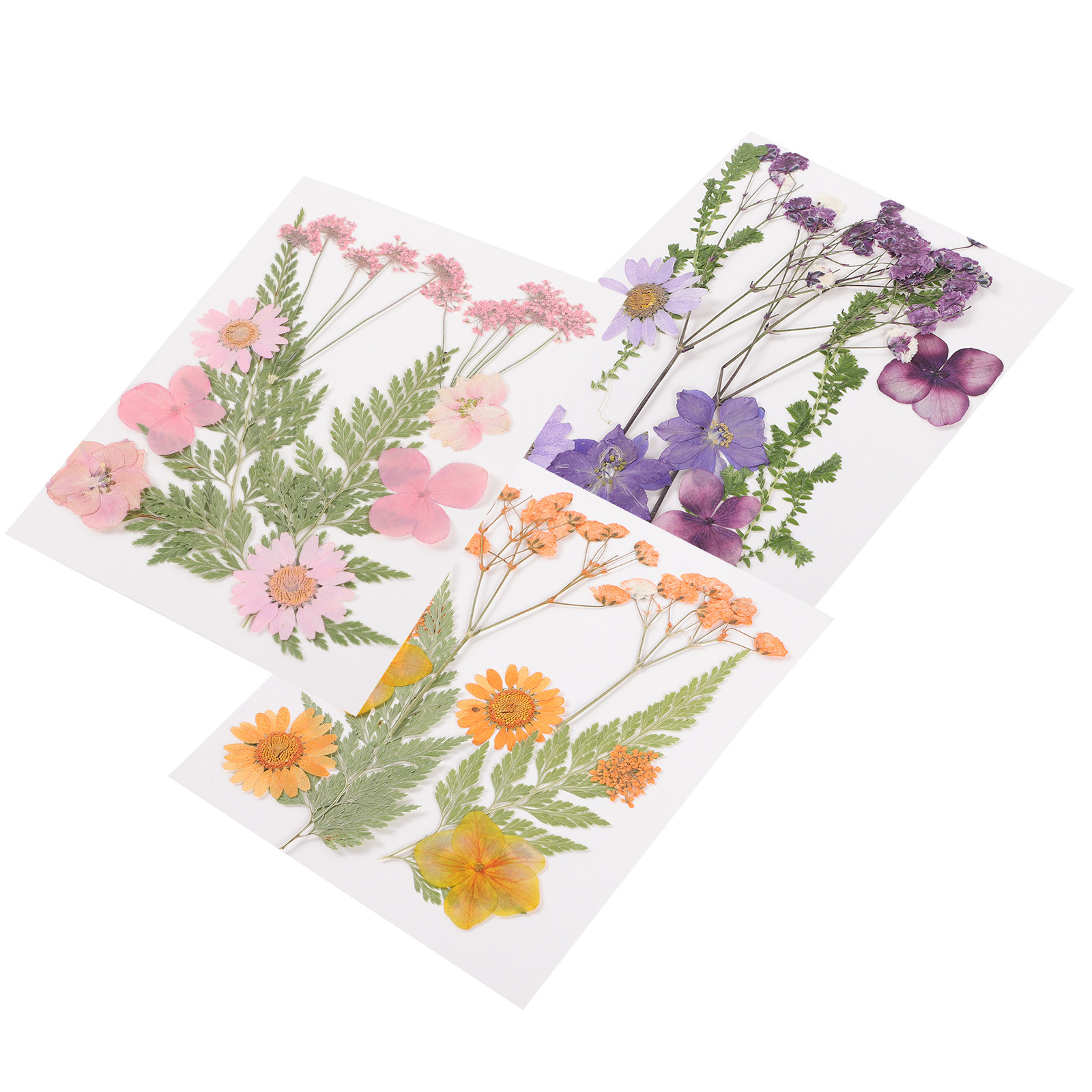Dried Flowers Decoration Mater - Dried Flower Pressed review and price