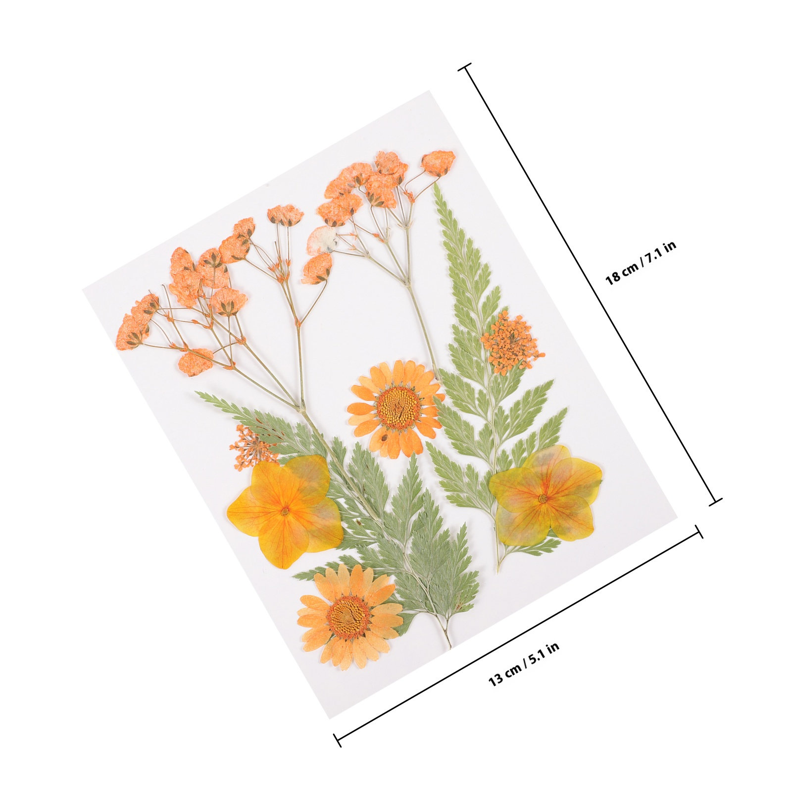 Dried Flowers Decoration Mater - Dried Flower Pressed review and price