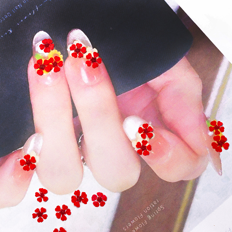 96Pcs Mini 1.5cm Natural Press - Dried Flower Pressed review and price