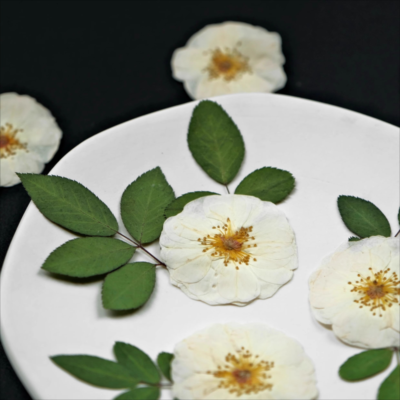 6pcs,9pcs,Nature White Rose Pr - Dried Flower Pressed review and price