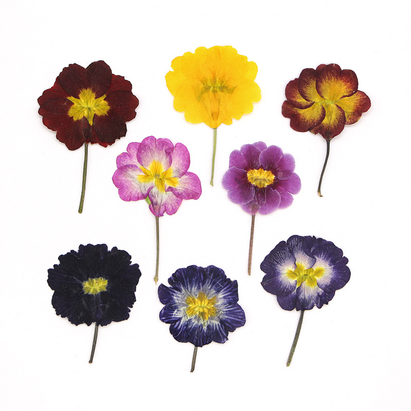 48Pcs European Primrose Teachi - Dried Flower Pressed review and price