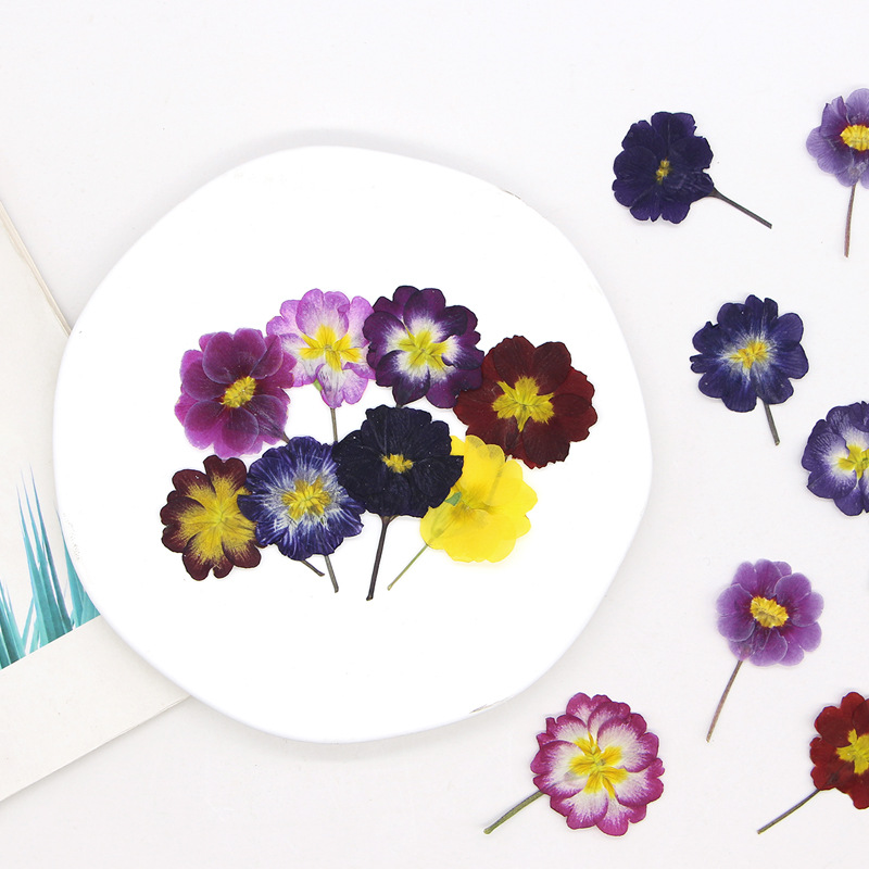 48Pcs European Primrose Teachi - Dried Flower Pressed review and price