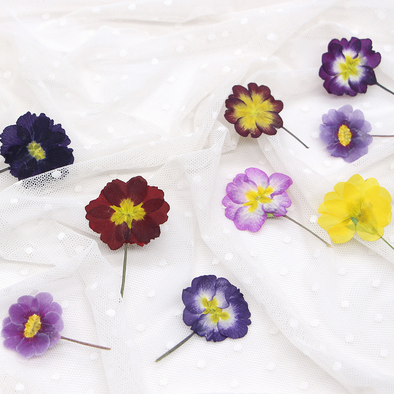 48Pcs European Primrose Teachi - Dried Flower Pressed review and price