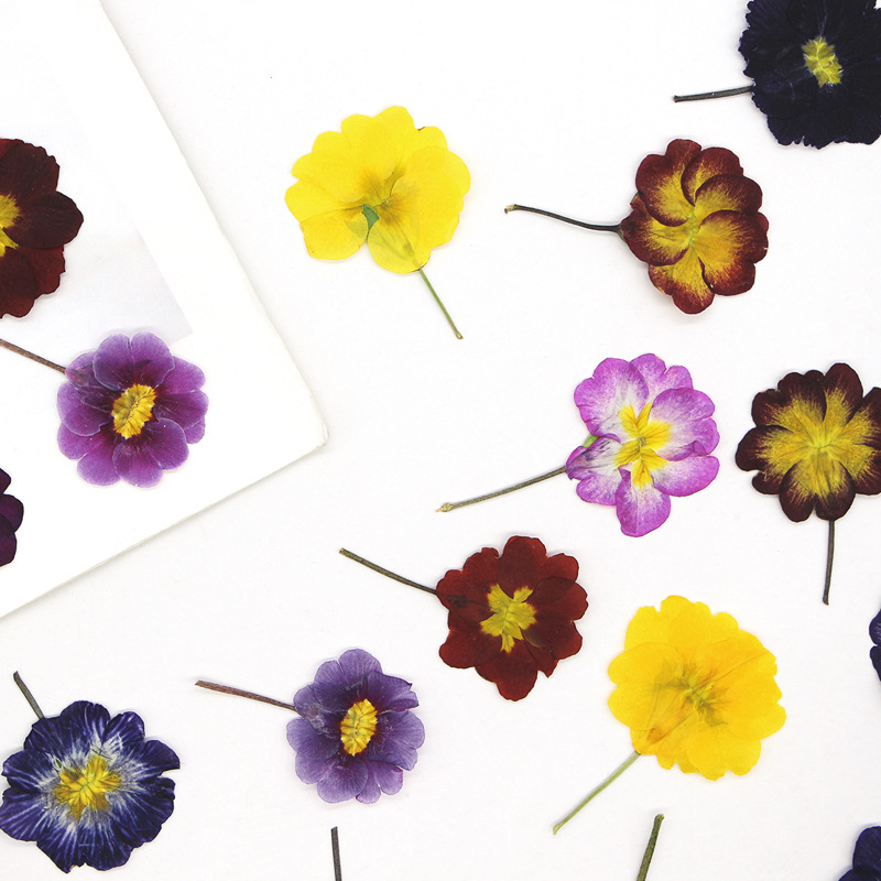 48Pcs European Primrose Teachi - Dried Flower Pressed review and price