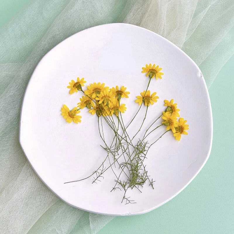 6-10cm/24pcs,Nature Pressed Ch - Dried Flower Pressed review and price