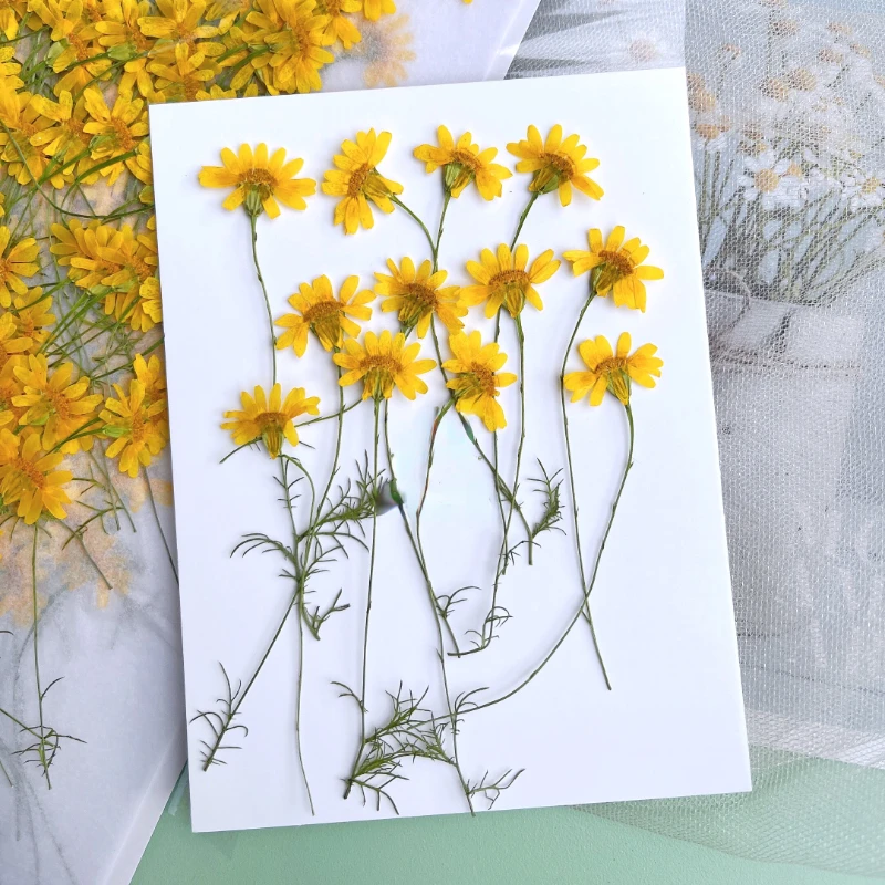 6-10cm/24pcs,Nature Pressed Ch - Dried Flower Pressed review and price