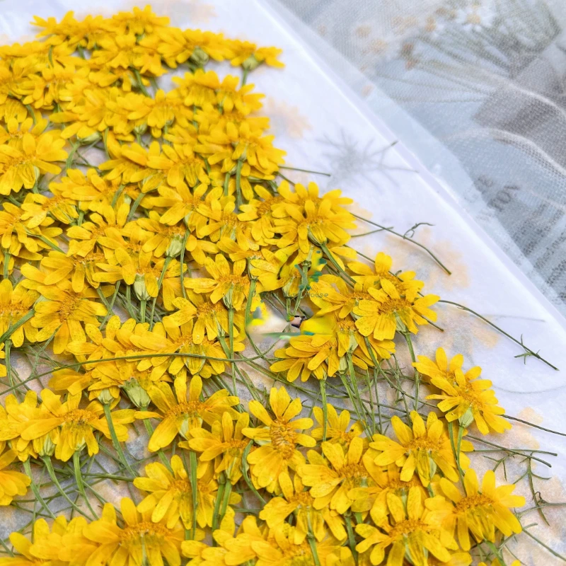 6-10cm/24pcs,Nature Pressed Ch - Dried Flower Pressed review and price