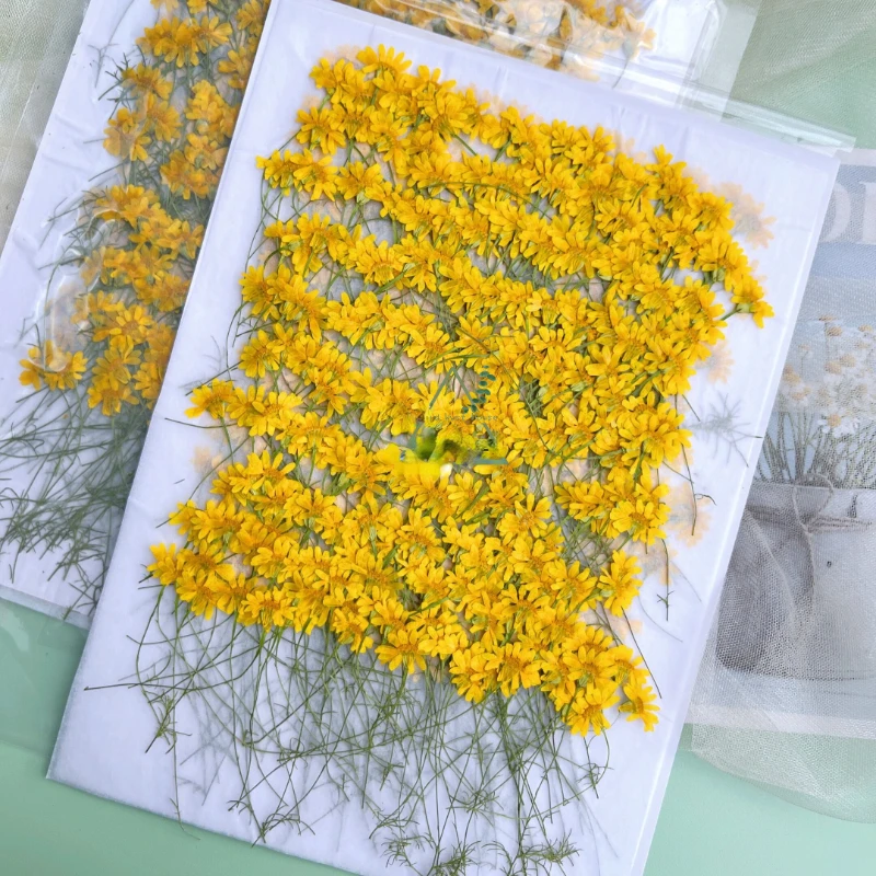 6-10cm/24pcs,Nature Pressed Ch - Dried Flower Pressed review and price