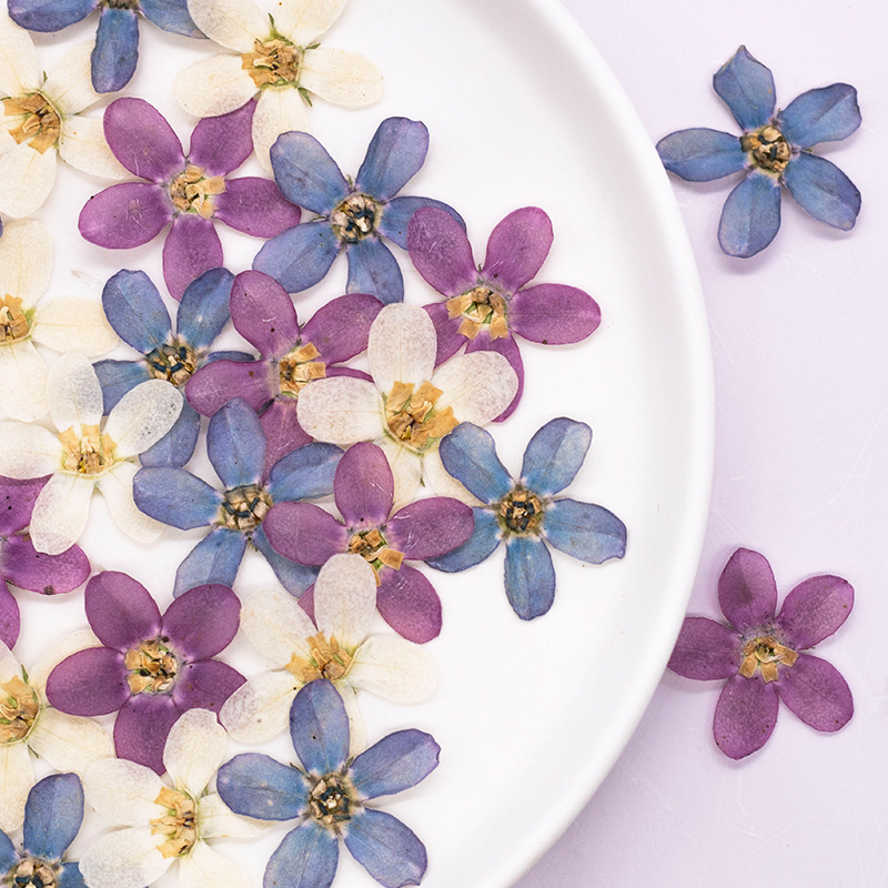 12pcs,Pressed Blue Star Flower - Dried Flower Pressed review and price