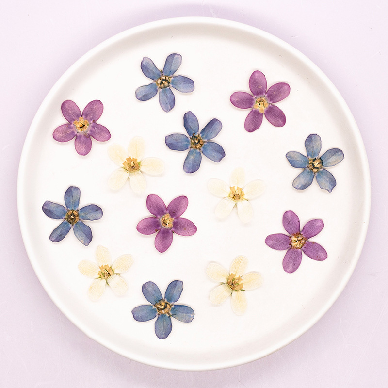 12pcs,Pressed Blue Star Flower - Dried Flower Pressed review and price