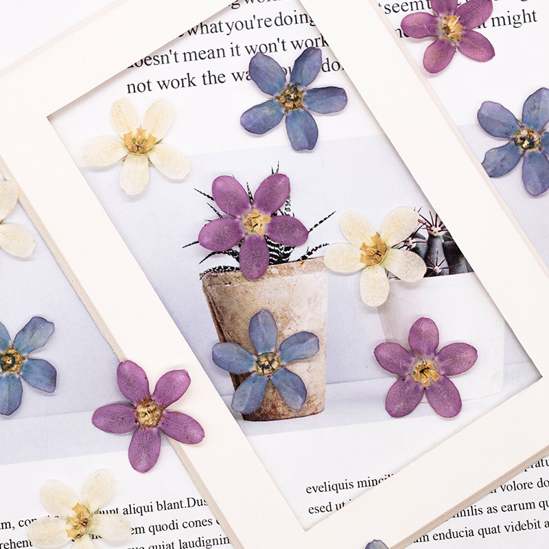 12pcs,Pressed Blue Star Flower - Dried Flower Pressed review and price