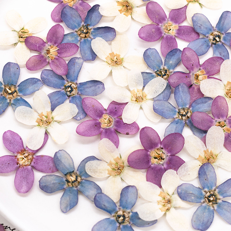 12pcs,Pressed Blue Star Flower - Dried Flower Pressed review and price
