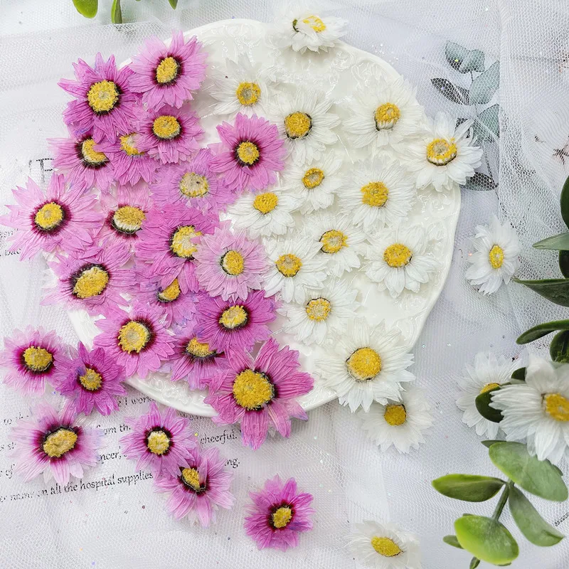 24pcs/2-4CM,Natural Pressed Fl - Dried Flower Pressed review and price