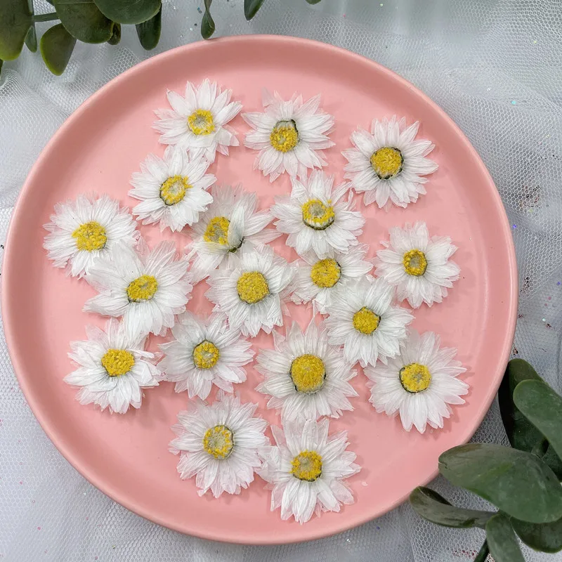 24pcs/2-4CM,Natural Pressed Fl - Dried Flower Pressed review and price