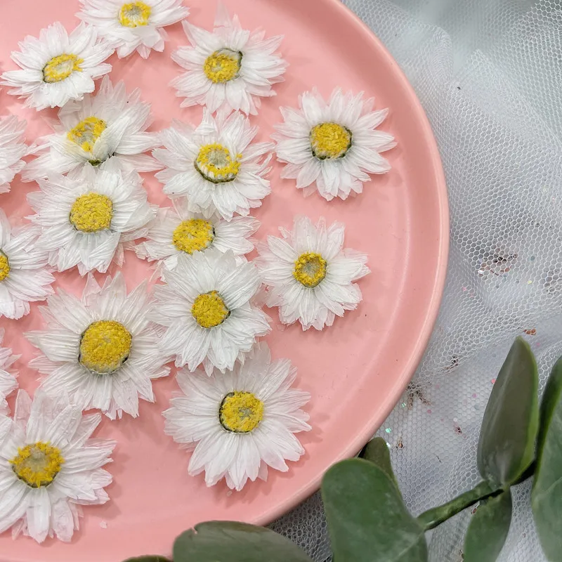24pcs/2-4CM,Natural Pressed Fl - Dried Flower Pressed review and price