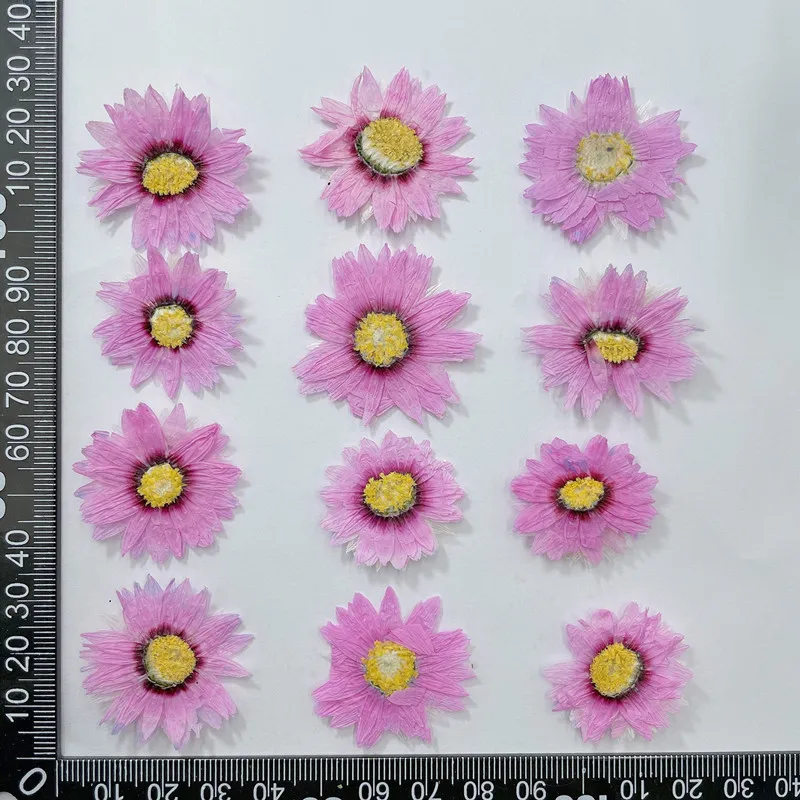 24pcs/2-4CM,Natural Pressed Fl - Dried Flower Pressed review and price