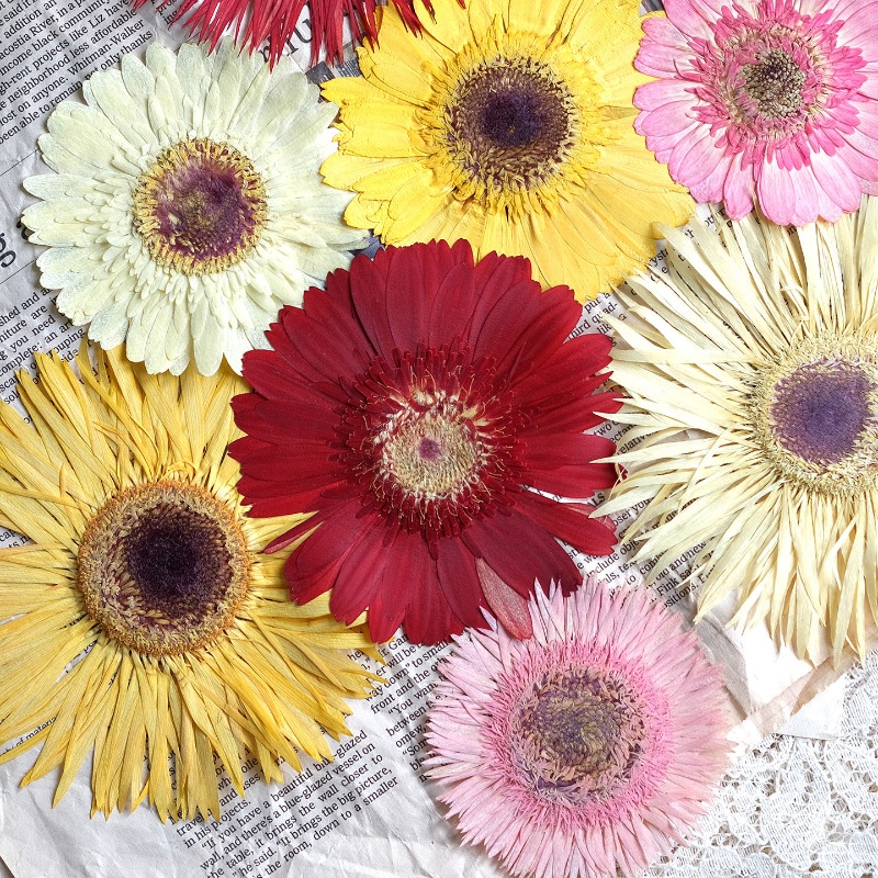 1pcs/7-9cm,Pressed Gerbera Dri - Dried Flower Pressed review and price