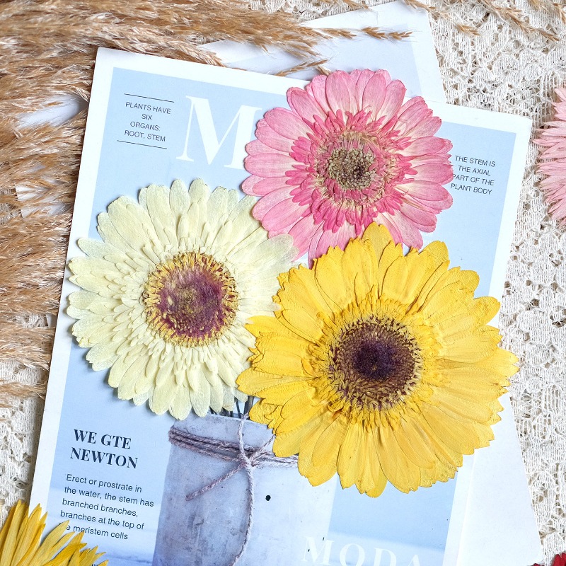 1pcs/7-9cm,Pressed Gerbera Dri - Dried Flower Pressed review and price