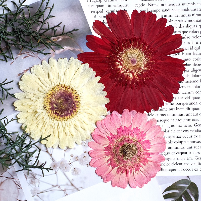 1pcs/7-9cm,Pressed Gerbera Dri - Dried Flower Pressed review and price