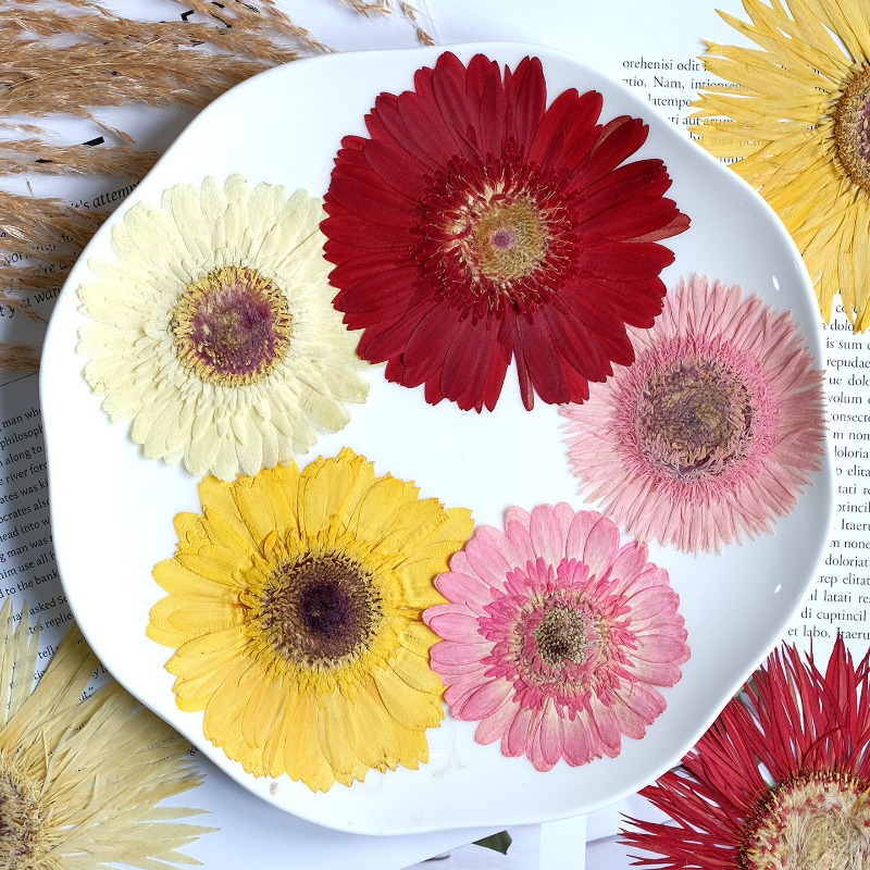 1pcs/7-9cm,Pressed Gerbera Dri - Dried Flower Pressed review and price