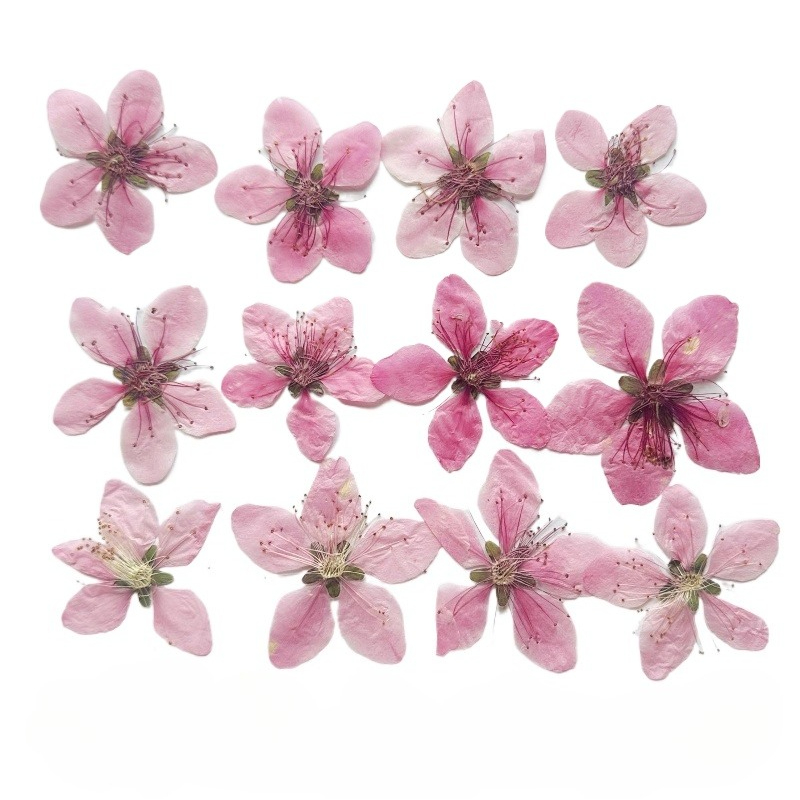 12pcs,Nature Peach Blossom Pre - Dried Flower Pressed review and price