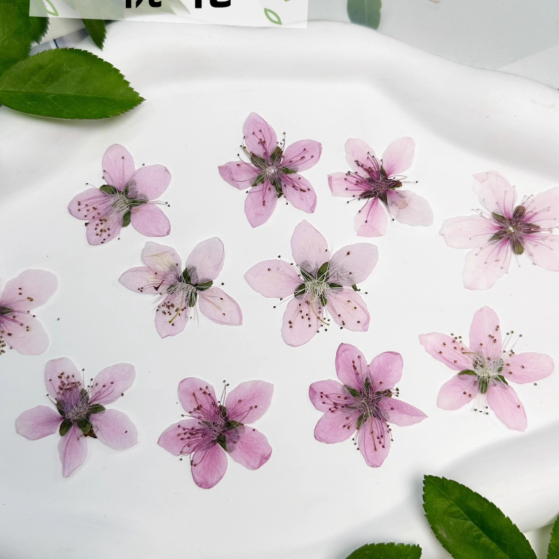 12pcs,Nature Peach Blossom Pre - Dried Flower Pressed review and price