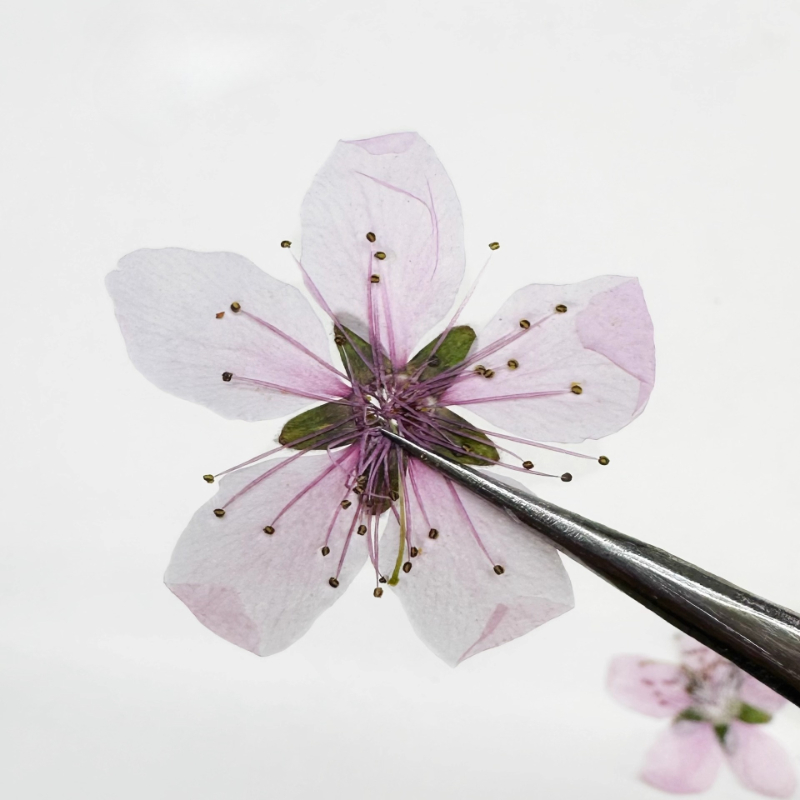 12pcs,Nature Peach Blossom Pre - Dried Flower Pressed review and price
