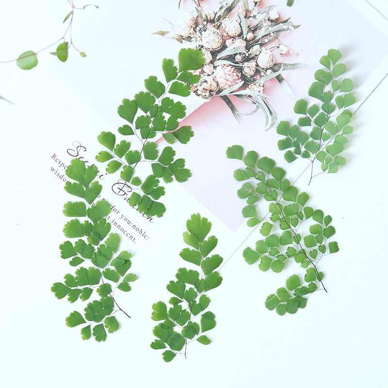 60Pcs Natural Plant Real Flowe - Dried Flower Pressed review and price